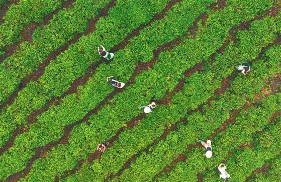 ContactHainan1's tweet photo. One of the most popular #Hainan #teas is Daye (big leaf) tea, which has won gold medals in global tea competitions. The tea boasts a bright red color and a mellow, refreshing taste with hints of amber and a honey fragrance. https://t.co/44TDO1ZGY0