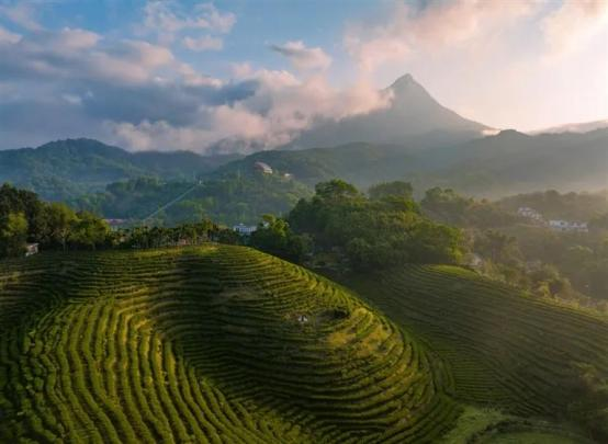 ContactHainan1's tweet photo. One of the most popular #Hainan #teas is Daye (big leaf) tea, which has won gold medals in global tea competitions. The tea boasts a bright red color and a mellow, refreshing taste with hints of amber and a honey fragrance. https://t.co/44TDO1ZGY0
