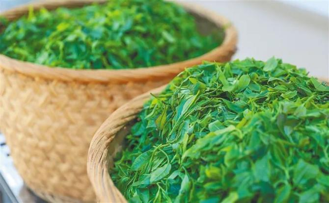 ContactHainan1's tweet photo. One of the most popular #Hainan #teas is Daye (big leaf) tea, which has won gold medals in global tea competitions. The tea boasts a bright red color and a mellow, refreshing taste with hints of amber and a honey fragrance. https://t.co/44TDO1ZGY0