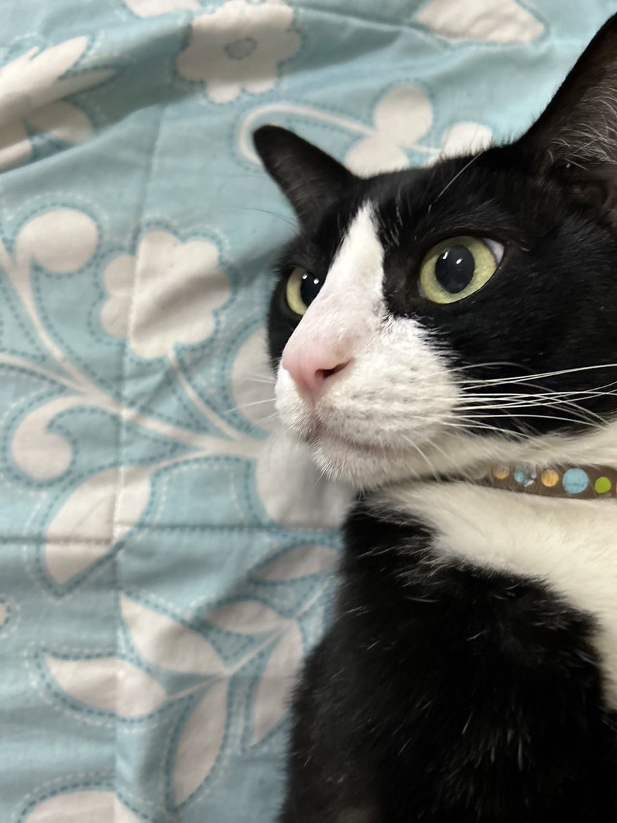 GM🩸

We came to weird market for eth again.
Many great works are waiting for new hope.
Thank you all for jeep creating and posting here.

I'll take a break for 10sec by posting my cat. Meet the Monet🫀

Wish you luck!!!