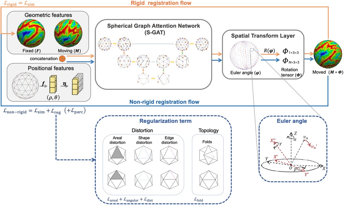 🚀🧵I'm glad to share our latest paper published in the Medical Image Analysis of <a href="/MICCAI_Society/">MICCAI</a>! #neuroscience #neuroimage 
We’ve developed a new #deeplearning framework, SUGAR, for cortical surface registration, achieving non-rigid registration ~0.2s. 
shorturl.at/ekMQ5.