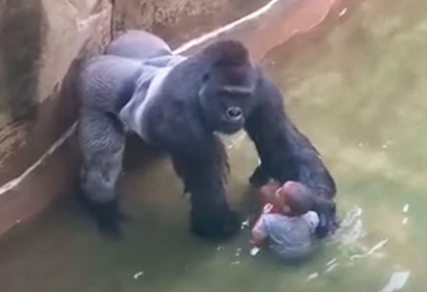fasc1nate's tweet photo. Harambe, a 17-year-old silverback gorilla, was fatally shot following an incident where a child fell into his enclosure. 

This event led to significant online discussion, with many criticizing the zookeepers’ decision, arguing that Harambe was shot unnecessarily. 

The photograph shows the final moments leading up to Harambe’s demise at the Cincinnati Zoo in 2016.