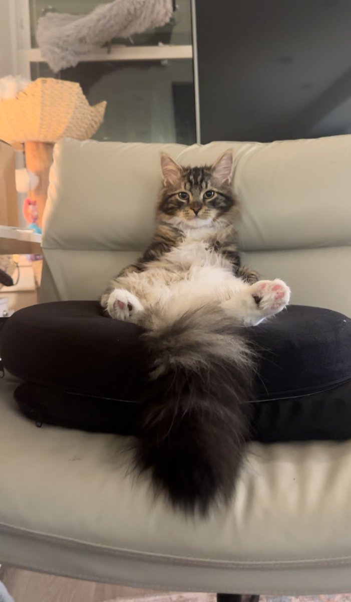 don’t tell me I’m anthropomorphizing my cats when this is a not-irregular occurrence in our household