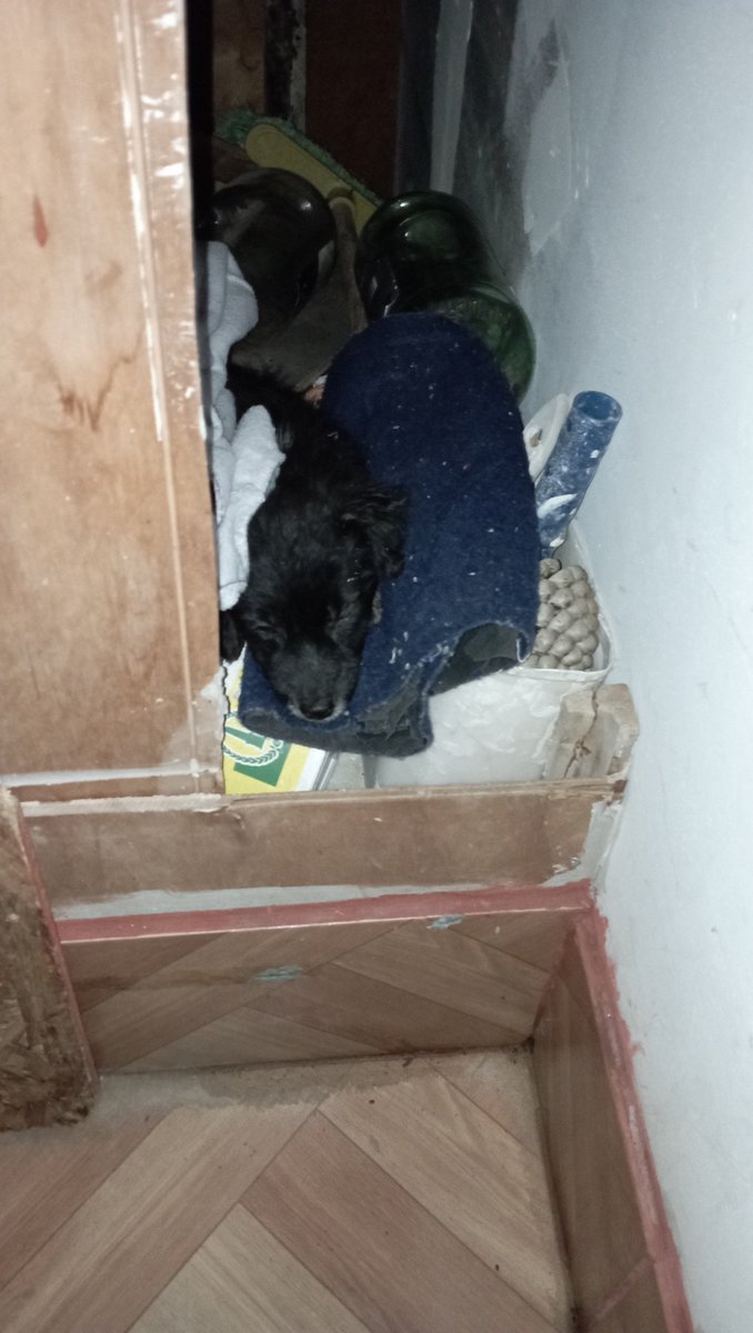 Noem013's tweet photo. AYUDA! hoy rescate a este perrito de la calle y está plagado de pulgas y garrapatas, no tengo dinero para llevarlo al veterinario y que lo revisen, por favor si alguien me puede ayudar con cualquier aporte:(BUSCA HOGAR DEFINITIVO!#ADOPTA #AYUDA #URGENTE #Valparaiso #Vina2024 https://t.co/8HQBGnRQYZ