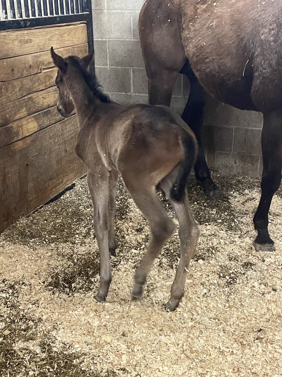 A filly by Blended Citizen o/o a Henny Hughes mare Crazy Lucky! #dmwrs #okbred #HorseRacing #foal #Sire