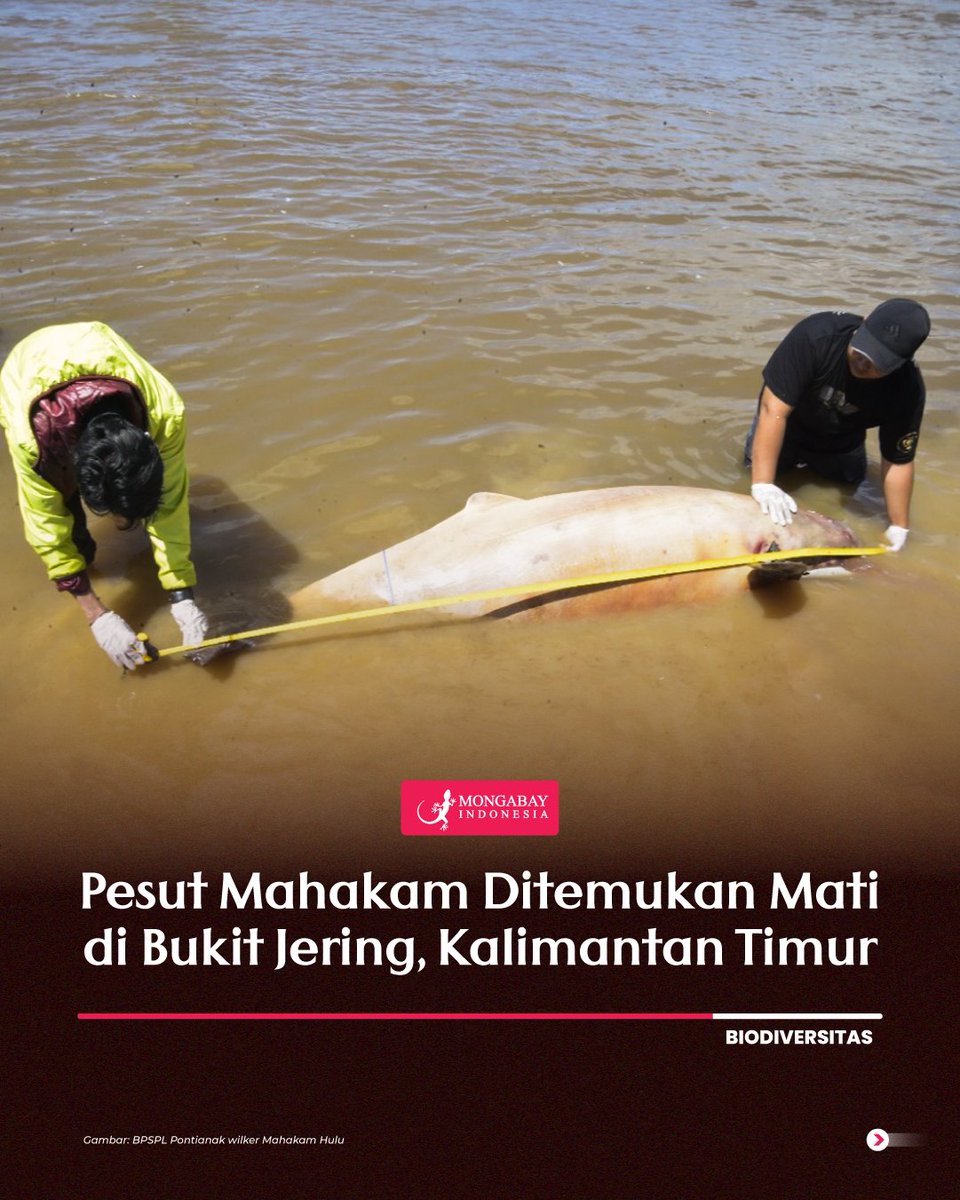 MongabayID's tweet image. Pada tanggal 25 Februari 2024, seekor Pesut Mahakam dewasa jantan yang telah dikenal sebagai Mr. Four ditemukan meninggal.