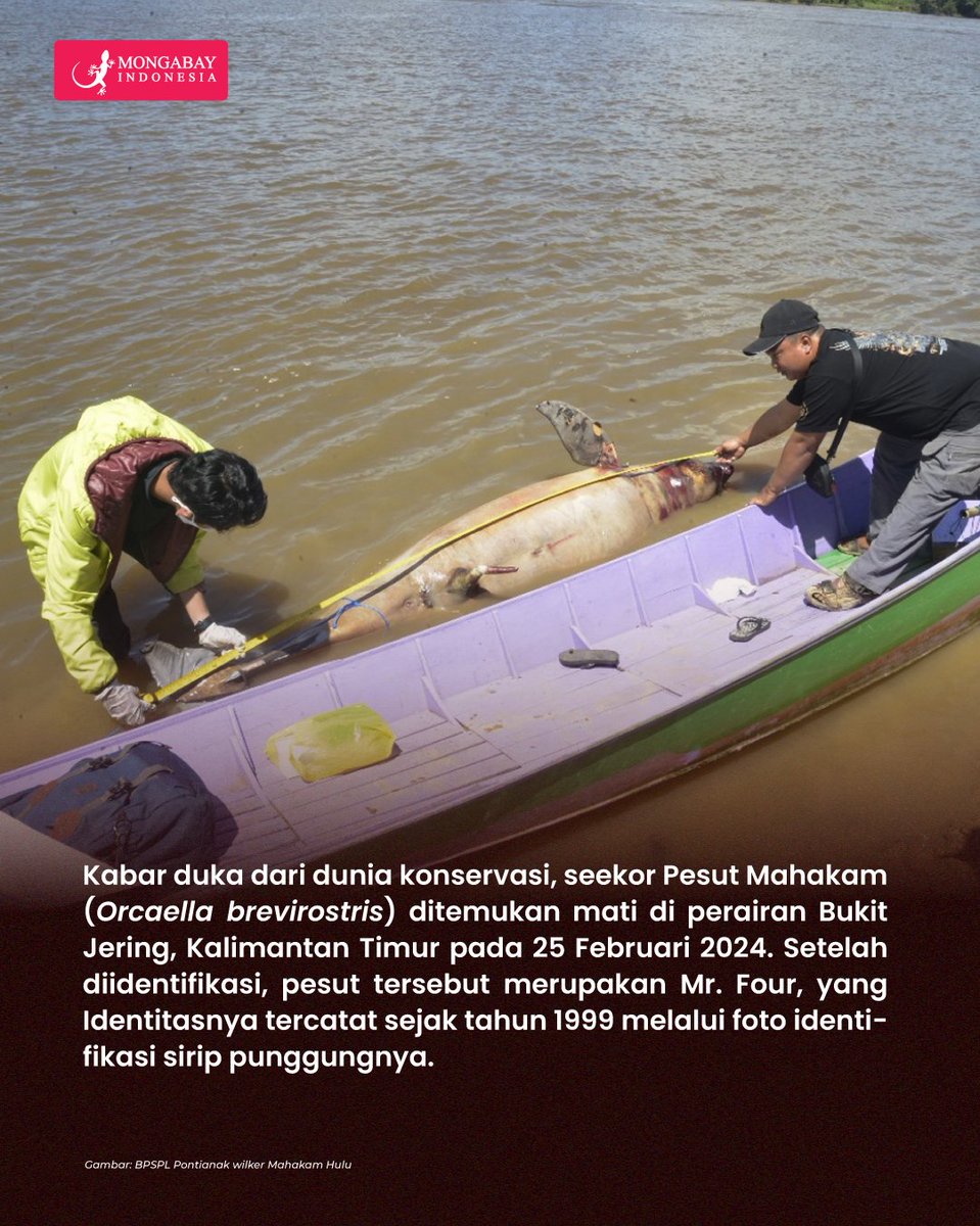 MongabayID's tweet image. Pada tanggal 25 Februari 2024, seekor Pesut Mahakam dewasa jantan yang telah dikenal sebagai Mr. Four ditemukan meninggal.