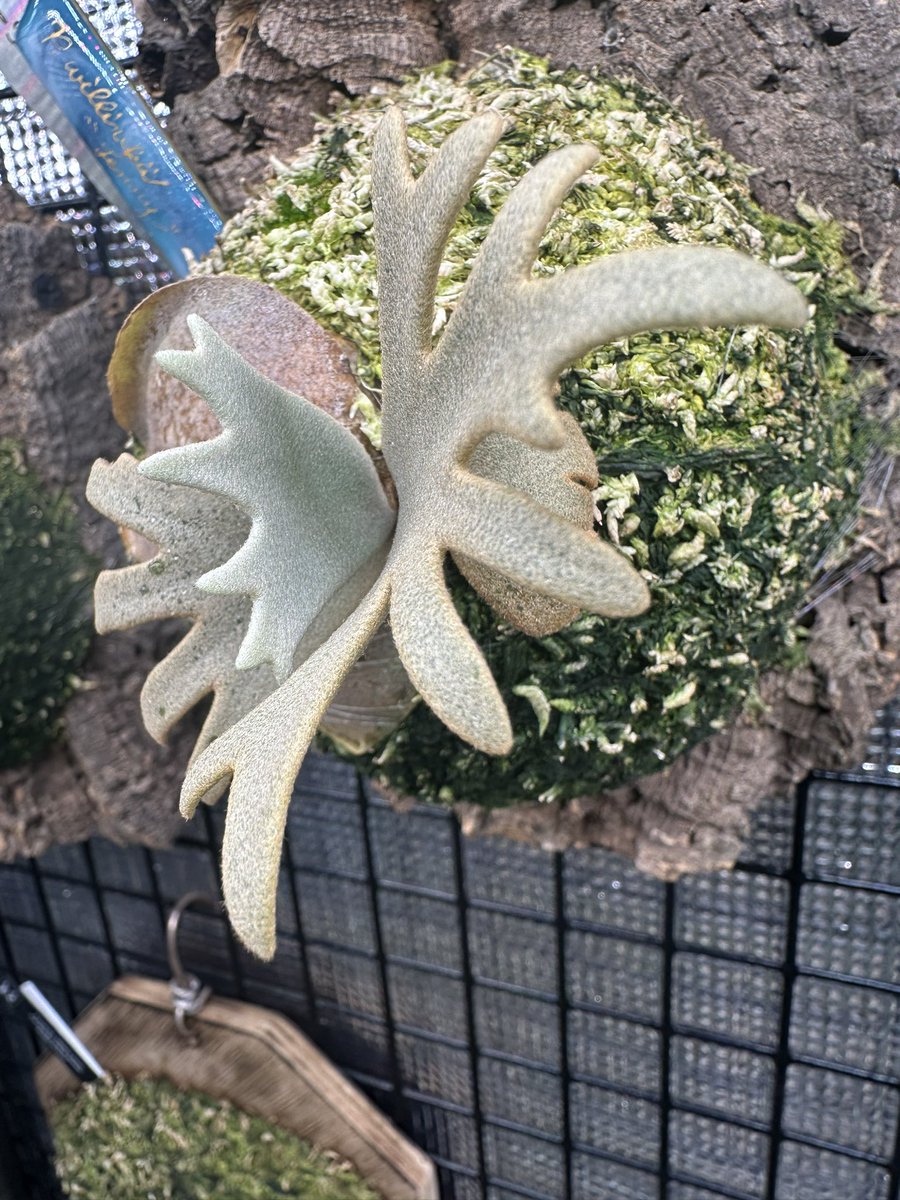 ROSSO PLANTS 【ビカクシダ専門店】 on X: ROSSO PLANTS 【ビカクシダ専門店】 on X: