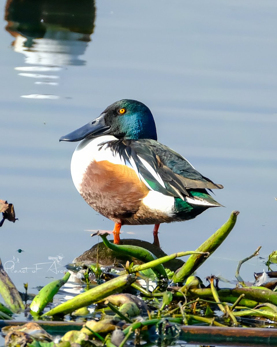 After a long time I was able to click it's color properly. In frame- Northern shoveler 🦆 #BBCWildlifePOTD #natgeoindia #ThePhotoHour #BirdsSeenIn2024 #TwitterNatureCommunity #naturephography #nature #birdphotography #birdwatching #BirdsOfTwitter