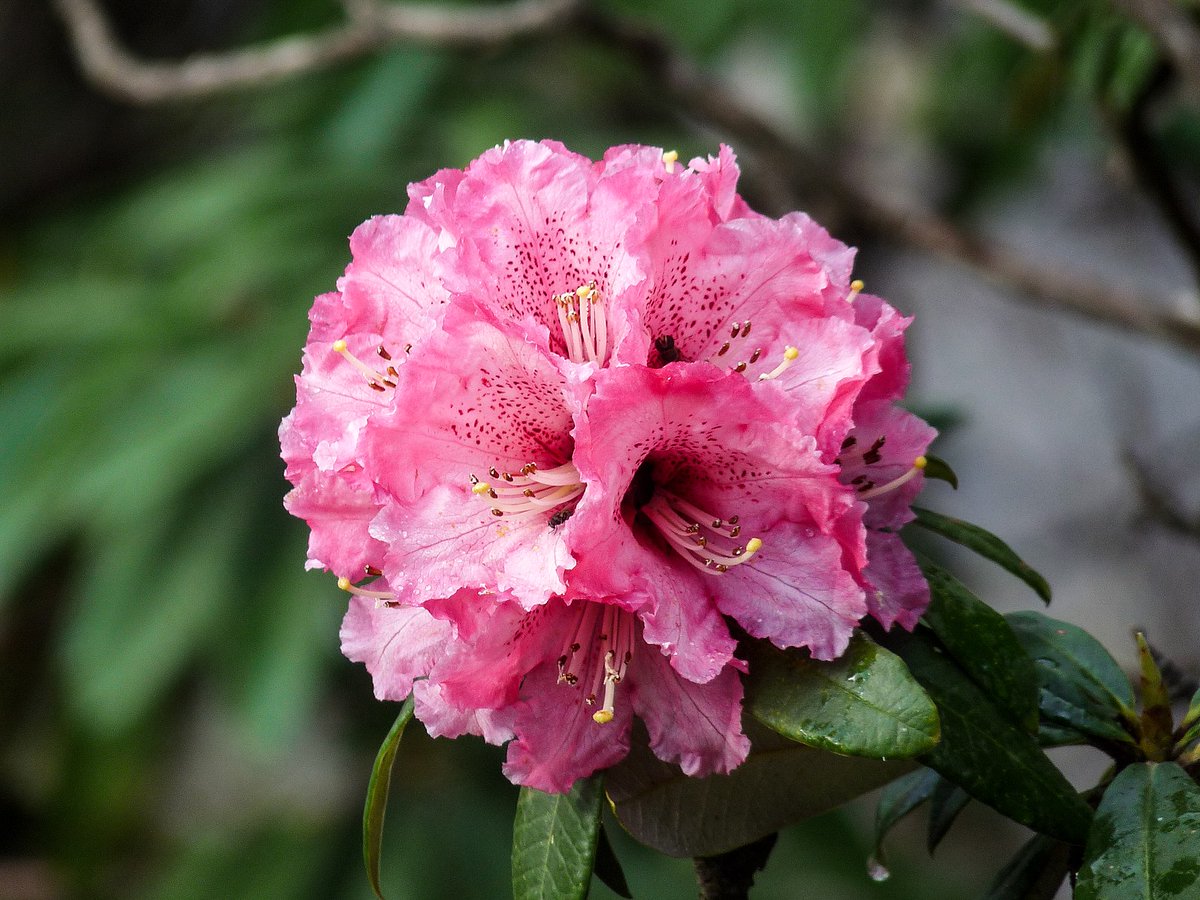 The state flower of Himachal Pradesh is Pink Rhododendron, which is locally known as ‘Gulabi Buransh’. It is originally a native of Asia and a rare type of rhododendron that is found close to the tree line in high ranges below Prashar Lake, Mandi.