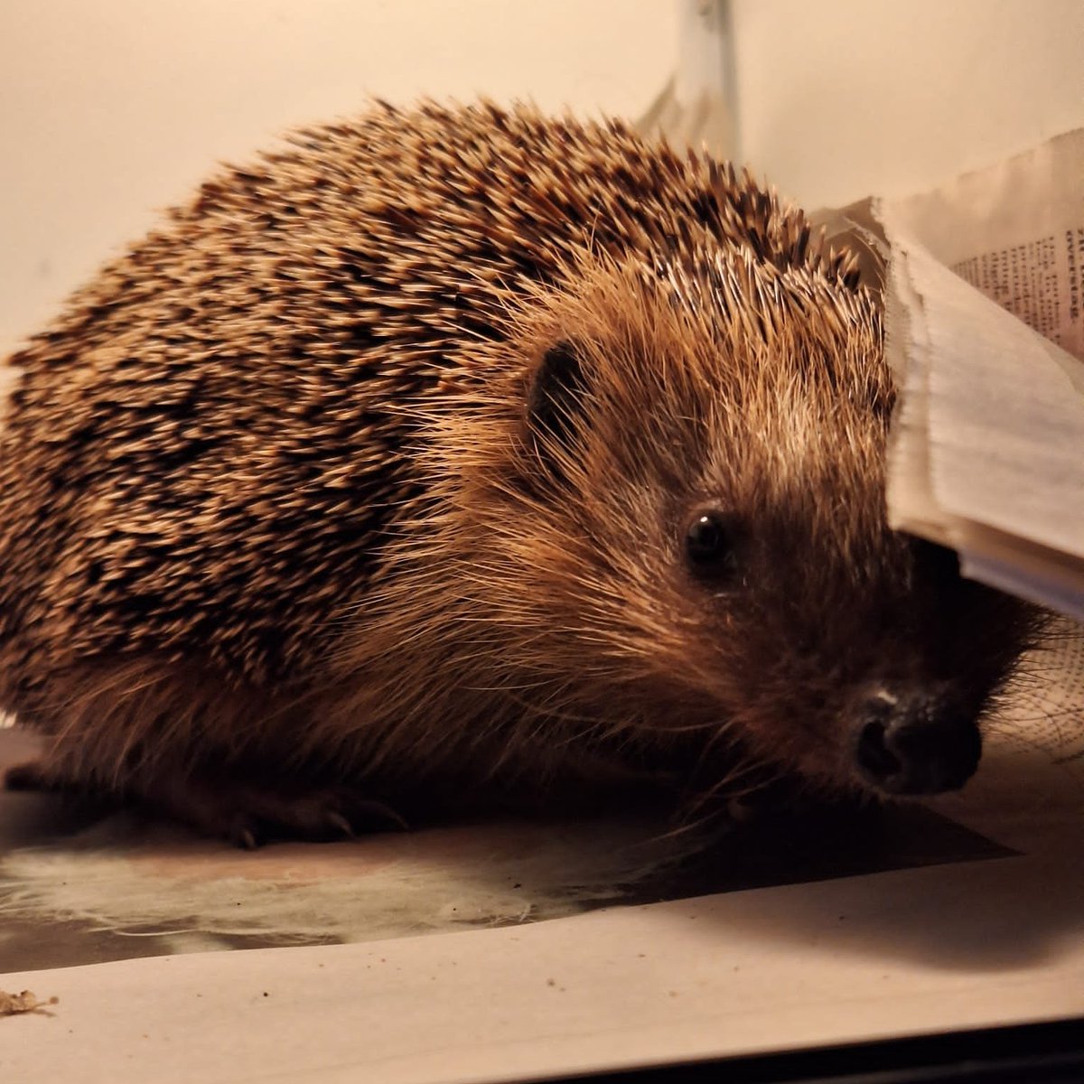 Egels komen langzaam uit hun winterslaap. Opzoek naar eten kun je ze nu overdag tegenkomen.
Wanneer is hulp nodig?
- als egel zich niet goed oprolt
- als egel in de zon ligt
- als egel sloom of helemaal niet reageert
- als je veel teken en vliegeneitjes ziet
- als egel stinkt