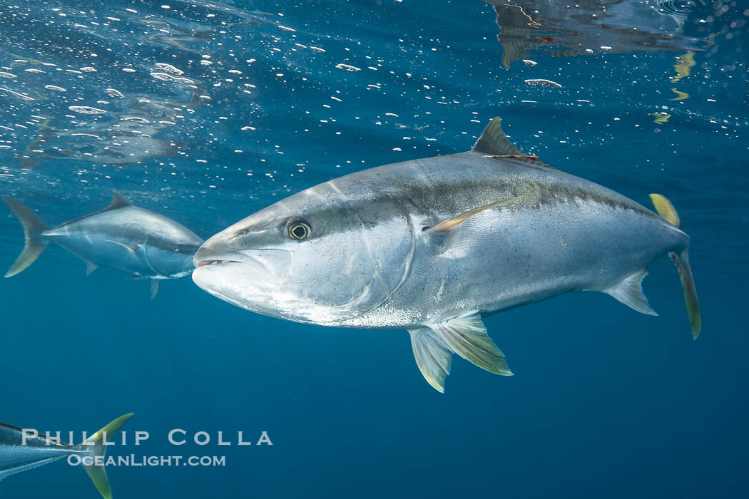 Happy #WorldWildlifeDay! The #WWD2024 theme explores digital innovation. Check out this study which uses an IMOS data product to identify environmental drivers of activity in acoustically-tagged yellowtail kingfish bit.ly/3OX0eaF