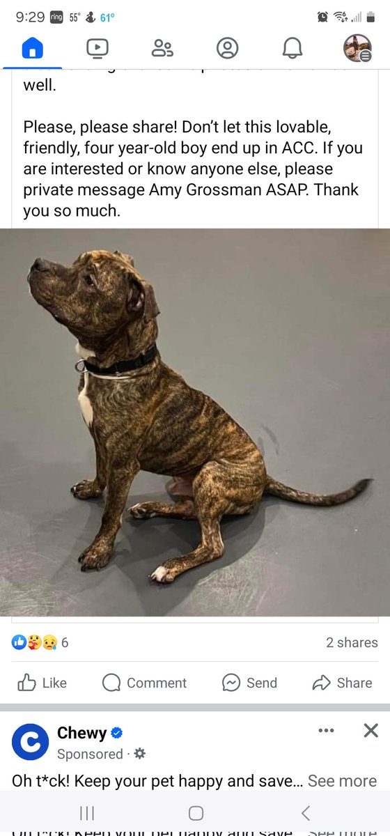 NMBewitched's tweet photo. ✳️Special Request✳️
Margie & Roman need help
Margie was a domestic violence victim, in #NYC there are no shelters or assistance 4 their animals
Roman went 2 live w/ a "friend" who abused him & he barely survived
Now the @ASPCA has given him until Saturday
🙏 #Foster
🙏#RT
Roman💕 https://t.co/zp4Bk3TVd0