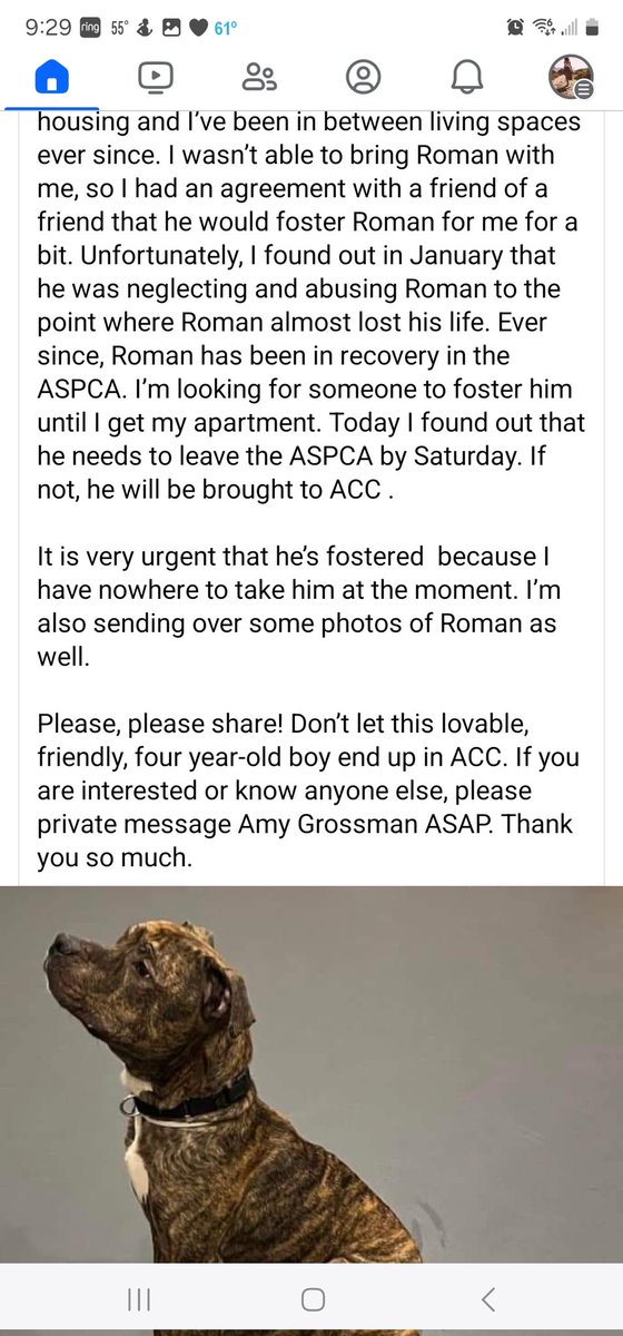 NMBewitched's tweet photo. ✳️Special Request✳️
Margie & Roman need help
Margie was a domestic violence victim, in #NYC there are no shelters or assistance 4 their animals
Roman went 2 live w/ a "friend" who abused him & he barely survived
Now the @ASPCA has given him until Saturday
🙏 #Foster
🙏#RT
Roman💕 https://t.co/zp4Bk3TVd0