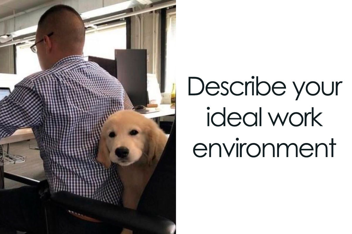 Funny_Dogs_'s tweet photo. No more words needed 🐶🐶

#funnydogscentral #funnydogs #goldenretriever #meme #memes #funny #work #workday #animallovers #dogmemes #animalmemes #animal https://t.co/l5a733on3e