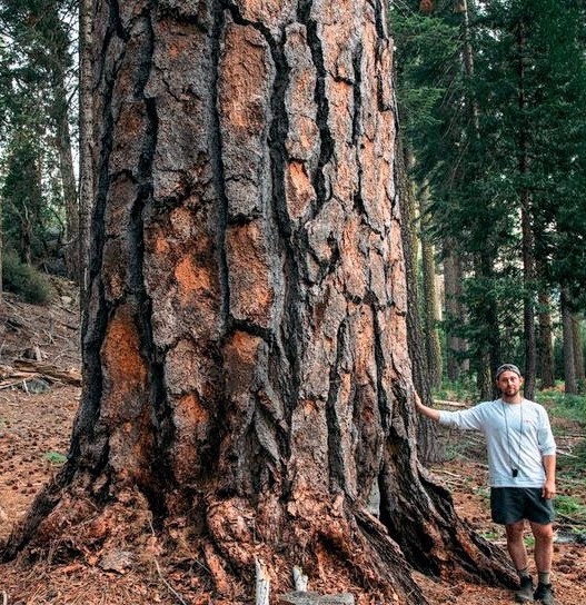 I want to study cloud formations
memorize the wind
and learn by heart the habits 
of the old ponderosa pine.          

~Edward Abbey (Desert Solitaire, 1968)
#thicktrunktuesday #forests #worthmorestanding