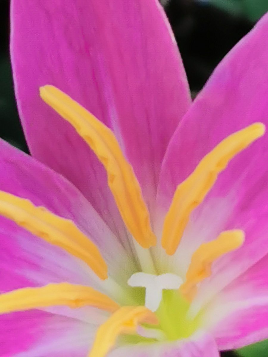 SilverLotuus's tweet photo. Ritmos del movimiento buscando observando, disfrutando, respirando aroma canela, candela, colores los que encienden mi flama, la llama que atrae lineas de tiempos nuevos, desconocidos, intuyo que son sanos correctos expansivos pa esta penumbra que se ilumina desde la luna https://t.co/8fAhJubTC5