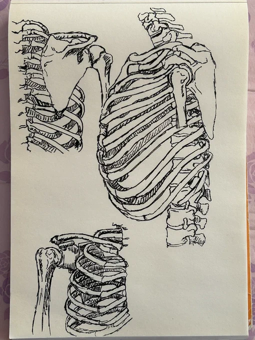 今日の骨💀
腕の付け根って気をつけの状態を真横から見ると脊柱と重なるように位置するんですね!
肩甲骨ももっと知りたい〜 