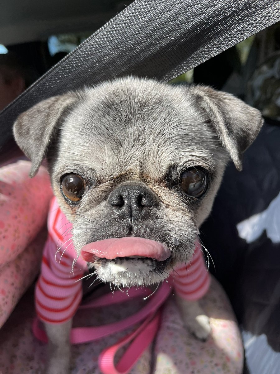 Pia_Pia_the_Pug's tweet photo. Tongue Out Tuesday… #tongueouttuesday #cute #adorable #sweet #really #yummy #puglove #pugnation #happy #love #puglife #pug @thepupsaver #goobypet #littlebeast #happy #smile #safety #secure @jeep #jeepcherokee #cherokee https://t.co/luRFNFWgRW