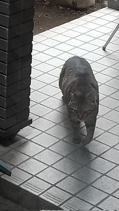 ネコだ
ネコがおる🐾 