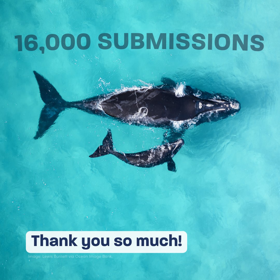 AustMarConsSoc's tweet image. Last night, as the public comment period closed, we passed 16,000 submissions opposing a seismic blasting proposal next to whale calving grounds off the VIC coast🐋🌊

There's no firm timeline on how long NOPSEMA will take to review all the submissions, but we'll keep you posted.