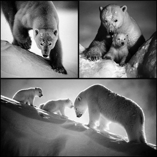 C’est la journée internationale de l’ours polaire mais ce n’est ni son année, ni sa décennie. Ni même son siècle… Les bouleversements climatiques dûs essentiellement aux activités humaines entrainent la destruction de son habitat naturel qui est aussi celui de toute la faune
