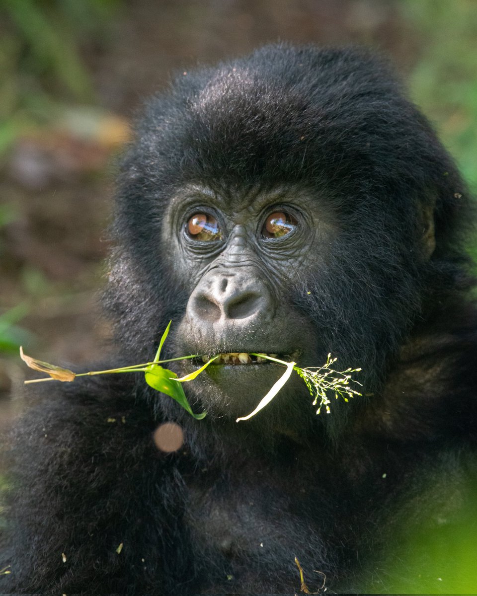 LillyAjarova's tweet photo. Uganda boasts of being home to over half the world's mountain gorillas!

A critically endangered species these primates are known for their intelligence and gentle nature.

In Uganda the mountain gorillas are found in Bwindi Impenetrable National Park and Mgahinga Gorilla National Park.

They live in family groups led by a dominant silverback.

#ExploreUganda #TravelTuesday