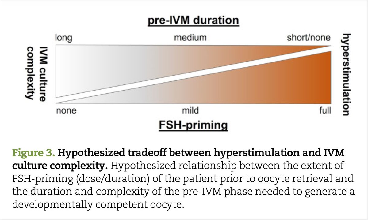 @SofiaMakieva @OmarRawi89 @VuongThiNgocLan @krammecc Good question … An inverse relationship between the oocyte developmental status at collection and the length of pre-IVM culture has been hypothesized (Gilchrist et al. 2024) @RG_EggLab. Oocyte developmental status depends on gonadotropin (dose) priming, follicle size. #ESHREjc
