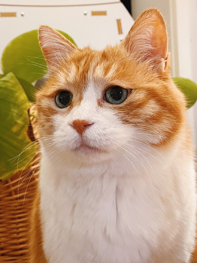 xingxiafa315's tweet photo. #黄猫日
周二、周三、周四、周五，上班使人快乐...😾 https://t.co/CguLMgxEWe