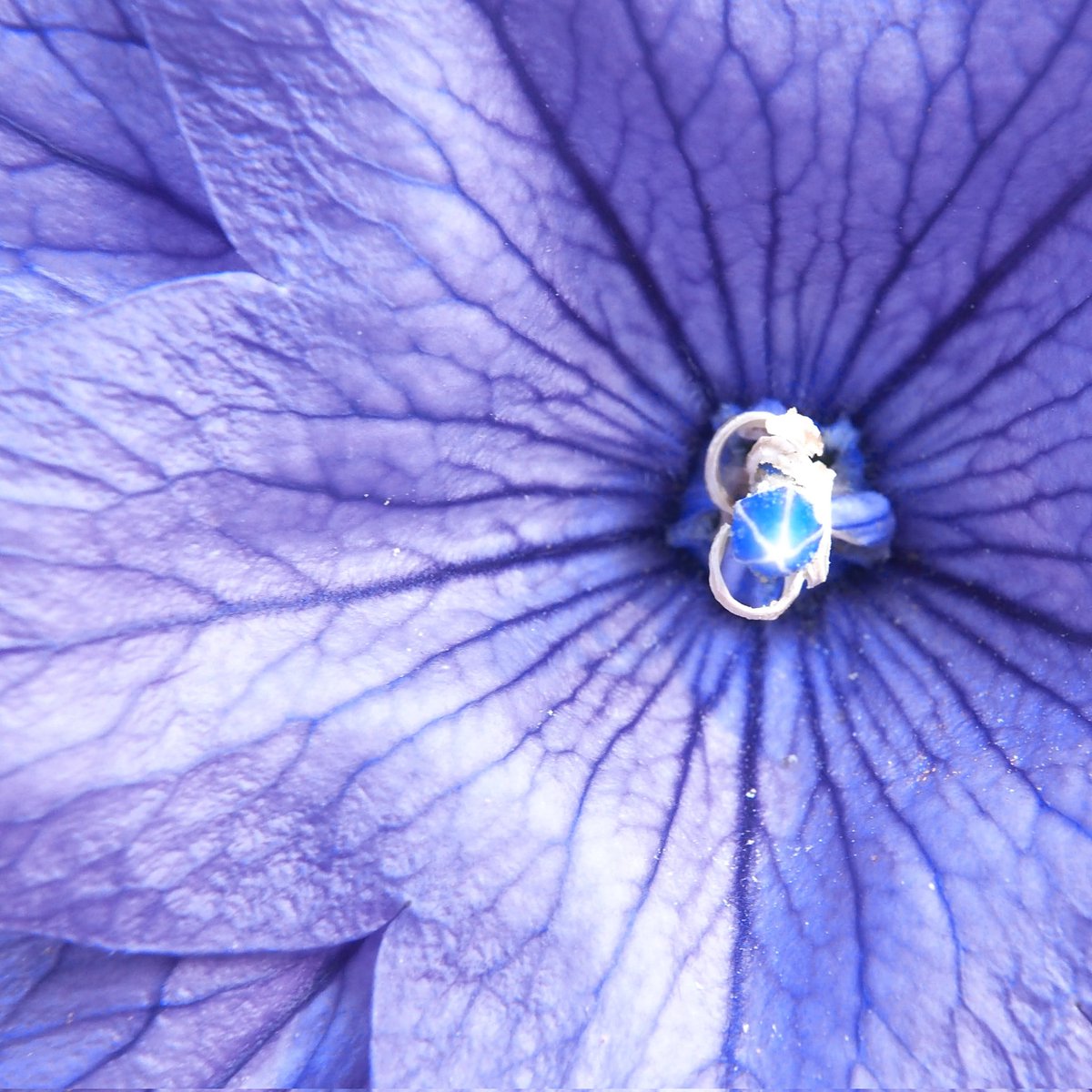 puremattness.ar/.tez/.eth tweet media