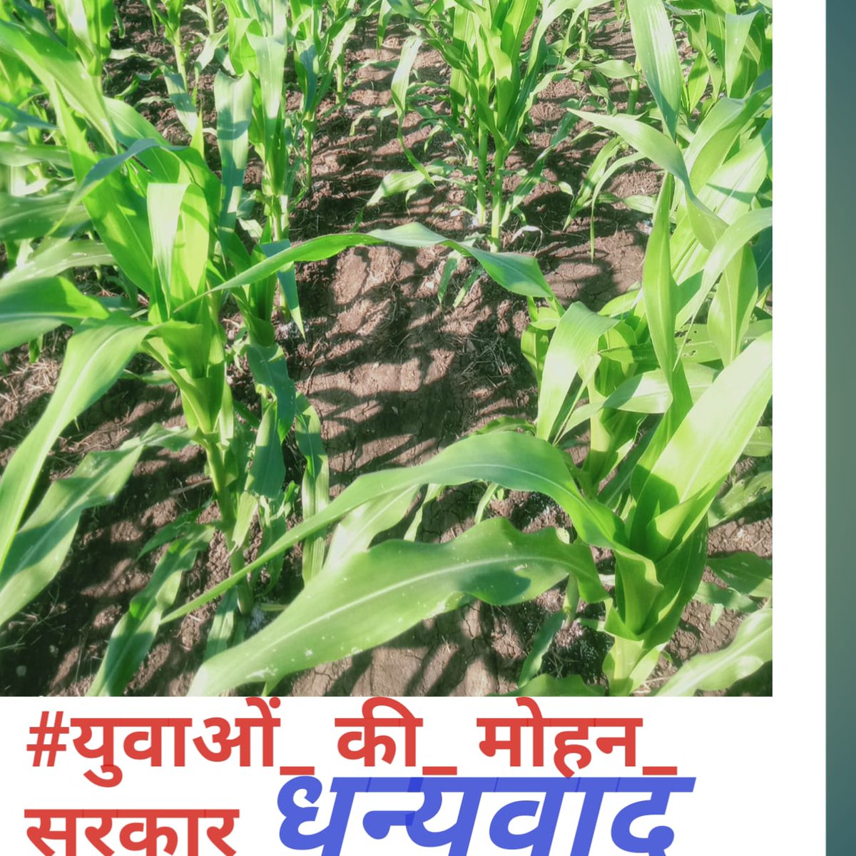 एक किसान के बेटे को सरकारी नौकरी की सौगात देने वाली मोहन सरकार का धन्यवाद
#युवाओं_की_मोहन_सरकार
#GoodMorning
#Tuesday #JaiShreeRam
#युवाओं_की_मोहन_सरकार
<a href="/CMMadhyaPradesh/">Chief Minister, MP</a>
<a href="/DrMohanYadav51/">Dr Mohan Yadav</a>
<a href="/rshuklabjp/">Rajendra Shukla</a>
<a href="/DainikBhaskar/">Dainik Bhaskar</a> <a href="/BJP4/">bjp</a>