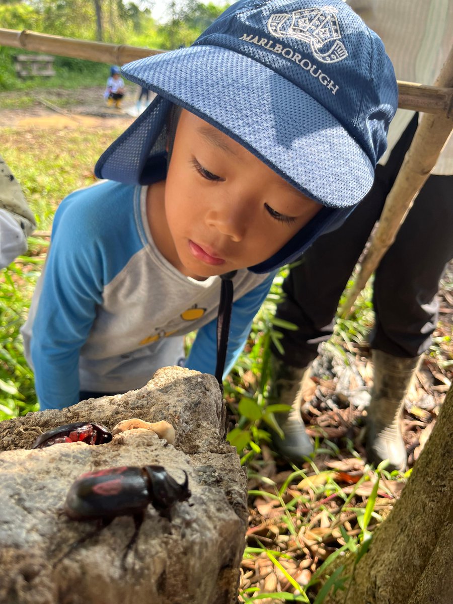 MCMPrePrep's tweet photo. Reception children found two rhinoceros beetles, a male and female. They marked the beetles with nail polish to see if they would return. Then the children found the perfect tree stump at Forest School and were mesmerised when the beetles started to dig into the dead wood. https://t.co/EHTlISRoPS