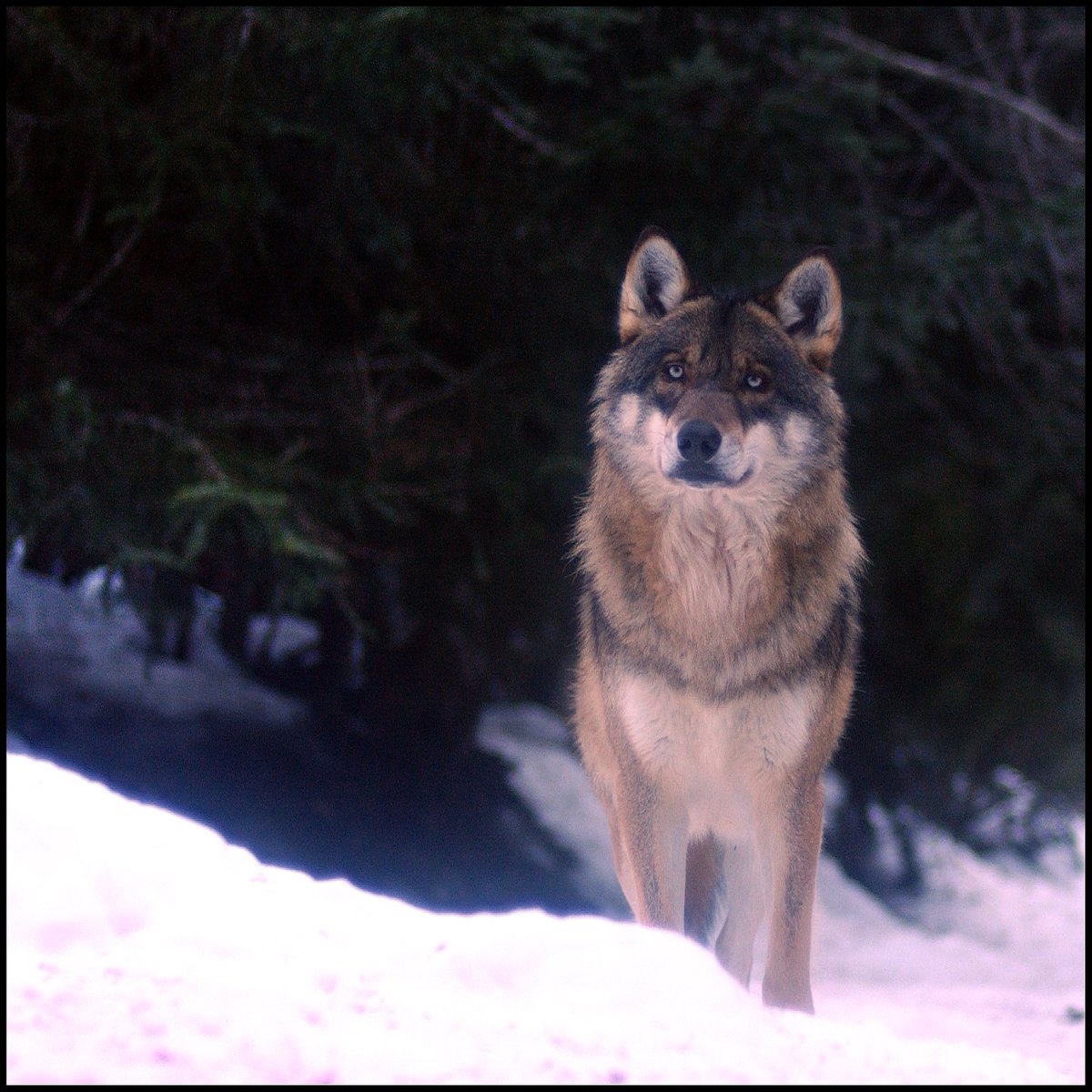 QUAND JE PARLE DU LOUP...
Hier vous avez été plus de 6000 visiteurs à découvrir une photographie de loup que j'avais réalisé dans le Mercantour, vers la frontière italienne...
C'est un sujet photographique que beaucoup réclament  
et j'ai décidé de poster à nouveau cette série en