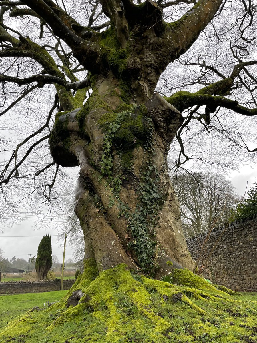 Rising from a blanket of green this queenly Beech shines on a dull day 💚. #thicktrunktuesday