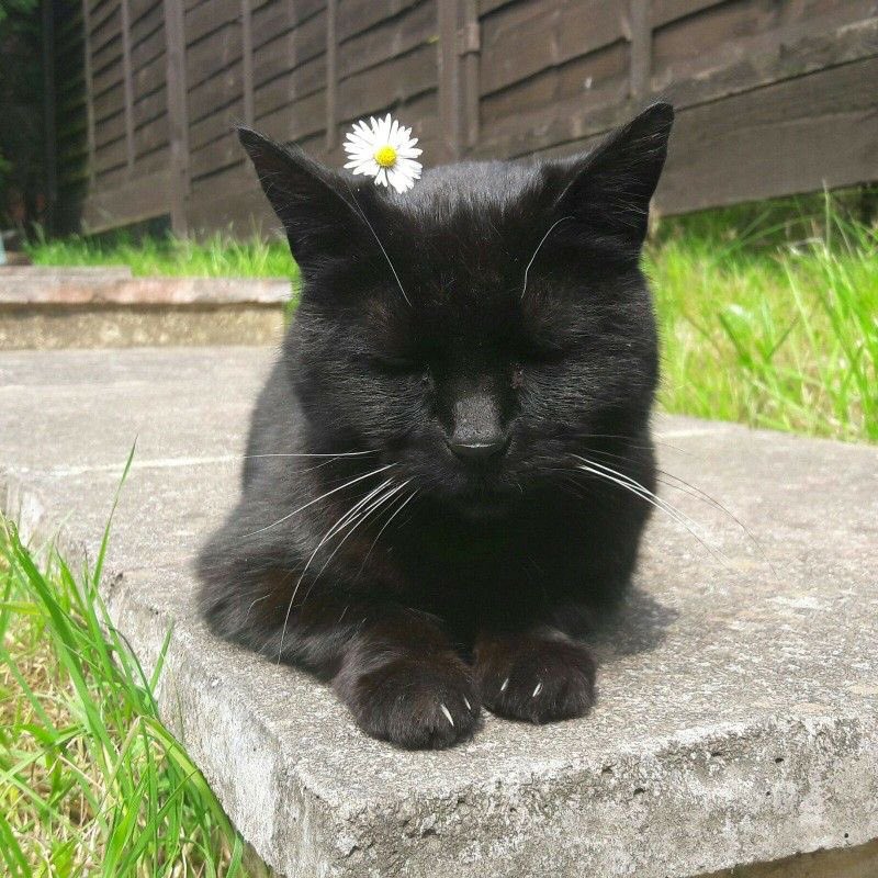 Black cats are not bad luck (@visualscat) on Twitter photo 