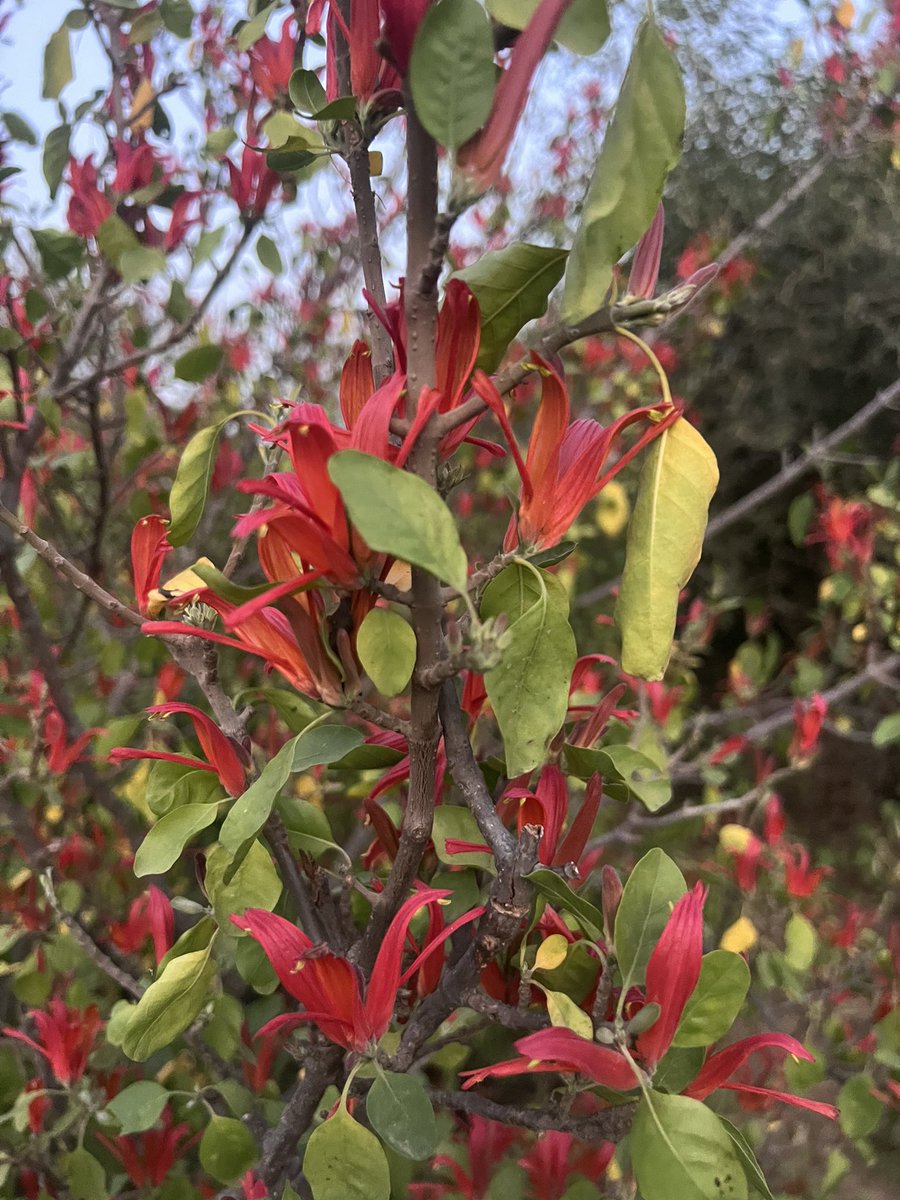 نبات المَضّ