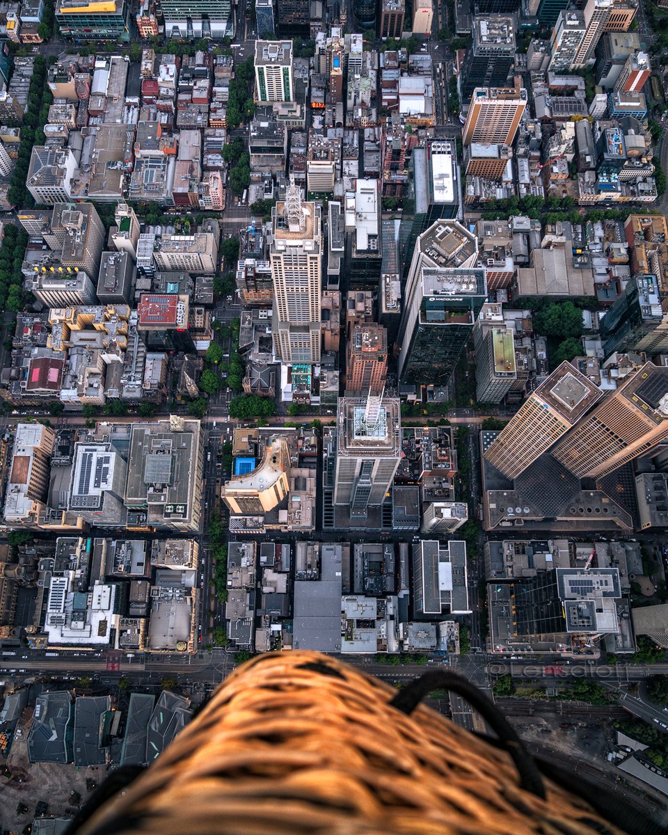 The urban jungle from above! 🏙️ 📸 Captured beautifully by the talented lens of @lensaloft  #globalballooning  globalballooning.com.au/?utm_content=s…
