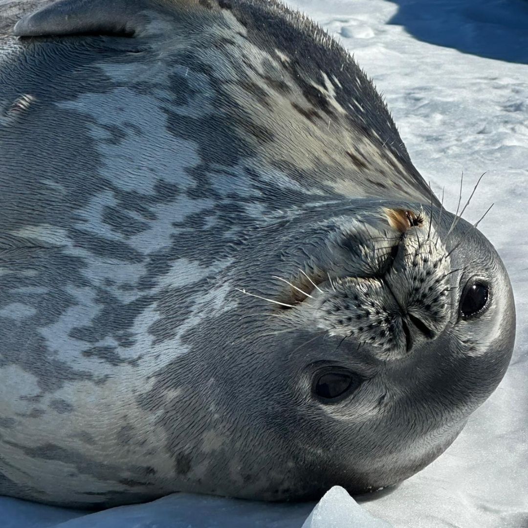 Exciting update from the Dumont Seal Team! As the expedition wraps, we're excited to hear that 9 CTD tags have been deployed on 7 male & 2 female Weddell seals. They're now back in the ocean, sending vital data. Stay tuned for the insights they bring as the sea ice reforms. 🦭