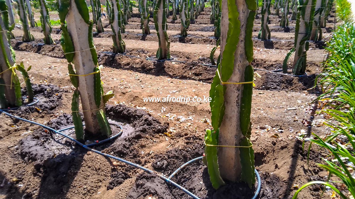Afrodrip_ltd's tweet photo. Out in the field at Gicheha Farm (Sobea) witnessing thriving dragon fruit plants flourishing under our button dripper irrigation system, all thanks to Afrodrip Nakuru! 🌱💧 #FarmInnovations #DragonFruit #Afrodrip https://t.co/u0iElazKOI