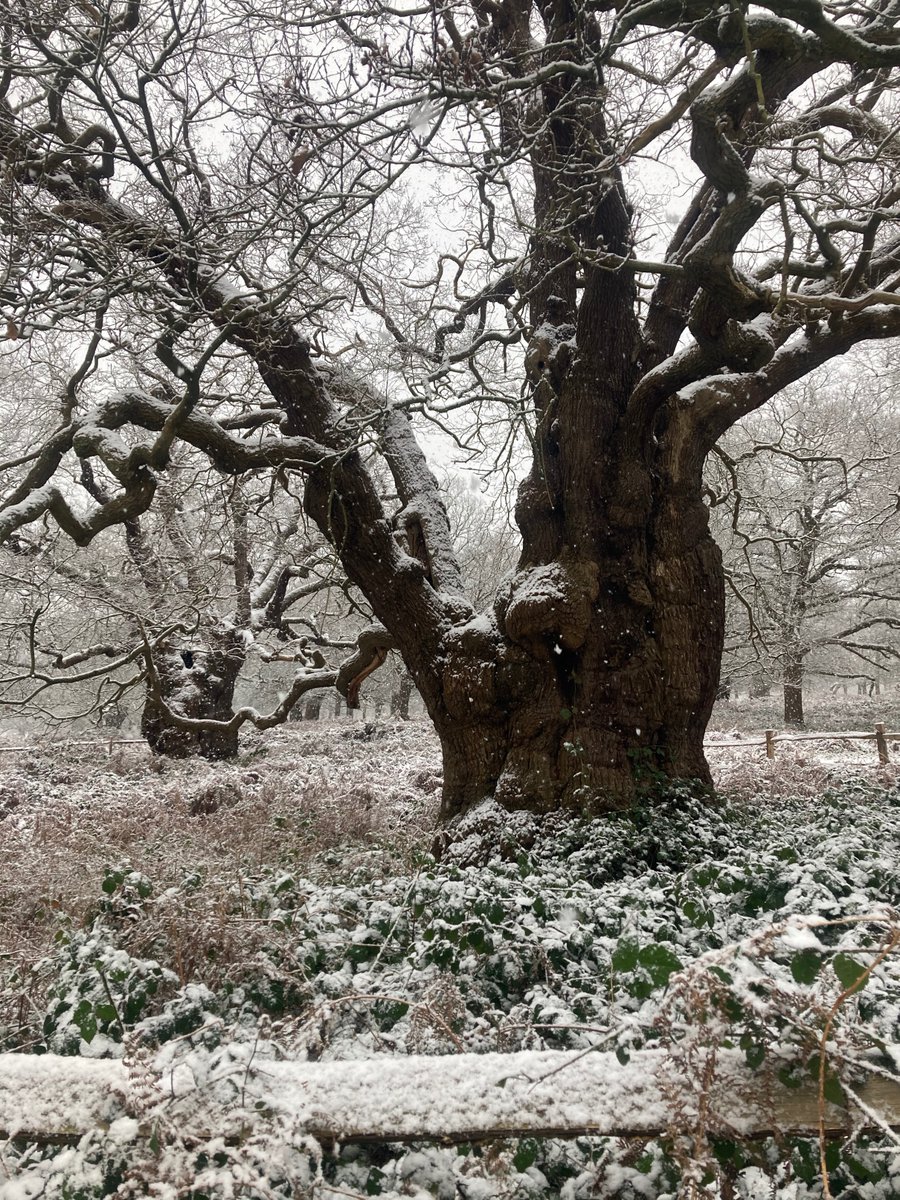#thicktrunktuesday Jan 2021 picture of one of the very oldest Oaks of #Richmond Park in the snow, in High Wood. These veterans were here before the Park was created by Charles I in 1625. He could have ridden by them.