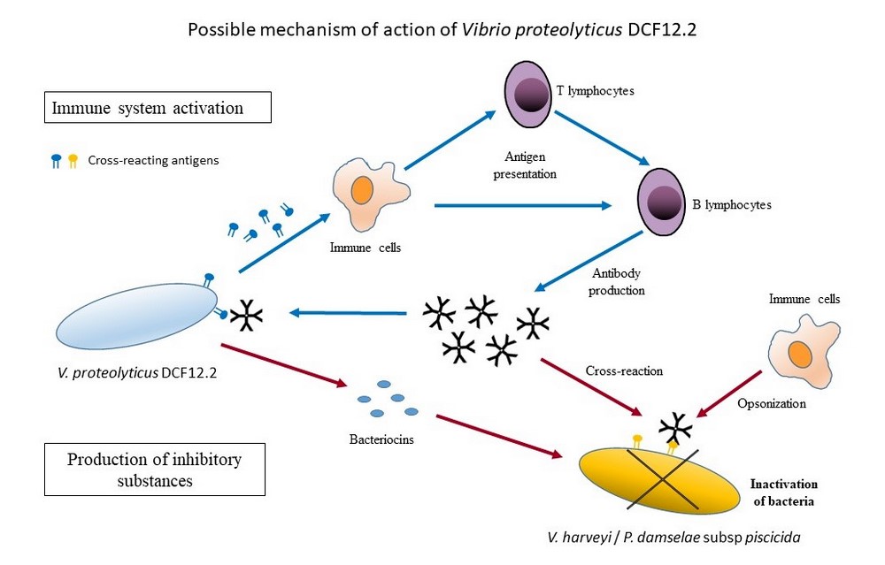 Fishes_MDPI's tweet image. 🐳#FishesMDPI #Feature_Paper

🐟&quot;Effect of the Potential #Probiotic Vibrio proteolyticus DCF12.2 on the #Immune System of Solea senegalensis and Protection against Photobacterium damselae subsp. piscicida and #Vibrioharveyi&quot; by Alberto Medina et al.

👉mdpi.com/2410-3888/8/7/…
