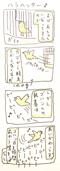 🐤 