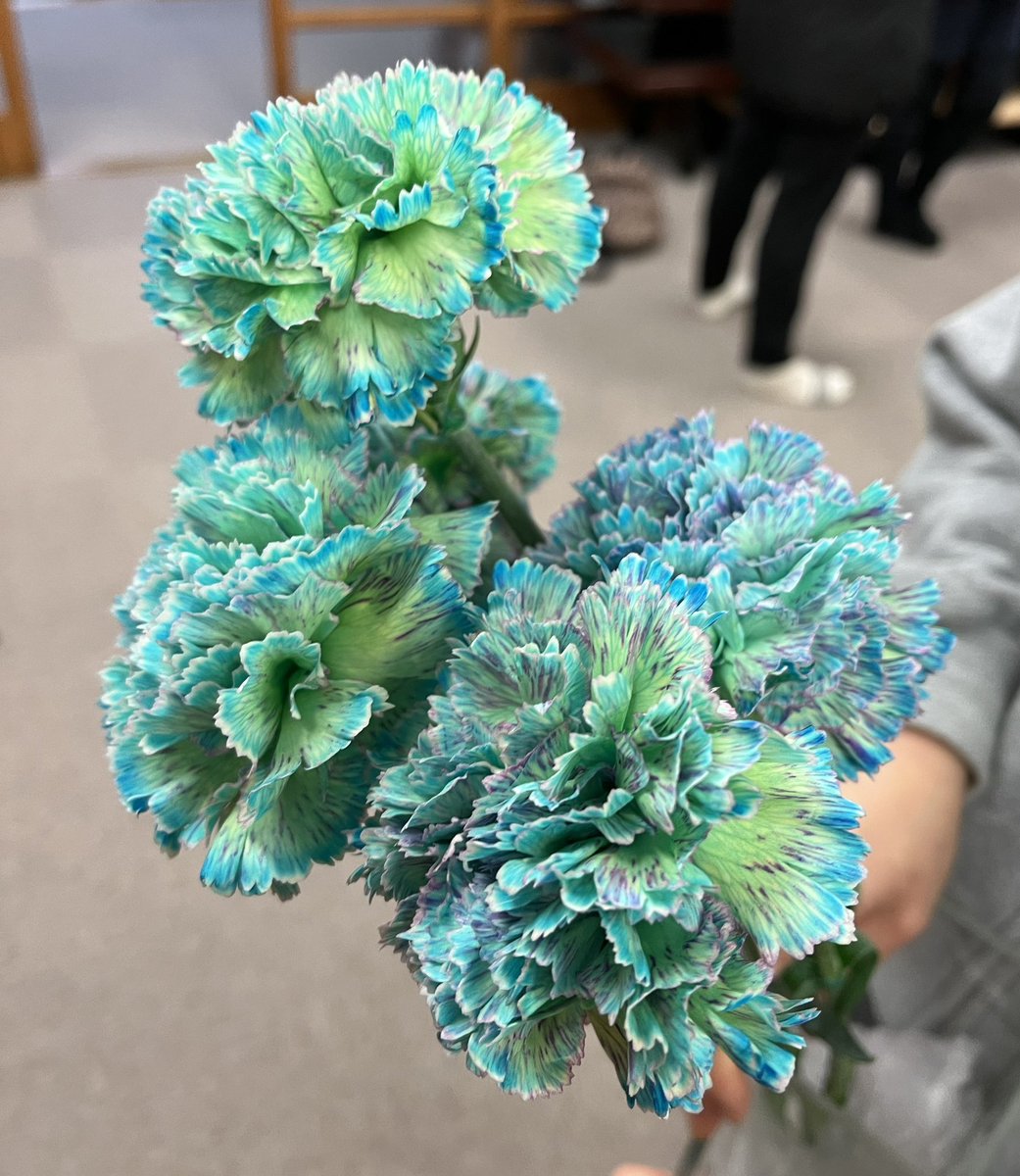 珍しいカーネーションを 見せていただきました☺️ 日本の素晴らしい