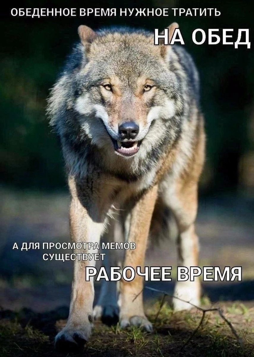 manki710's tweet photo. нет ну стоило променять фриланс на работу в офисе только ради этих мемов https://t.co/7aVQaKtDyQ