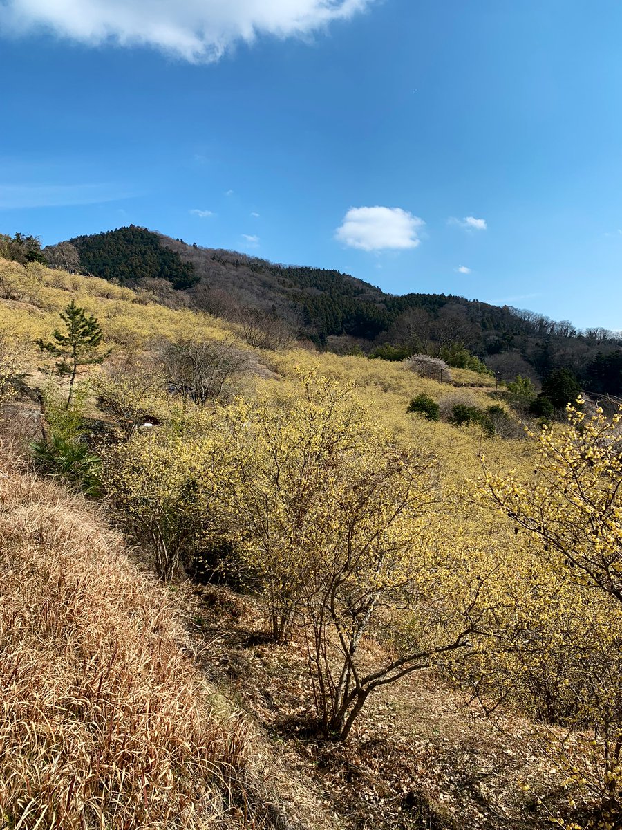 War bei dem Matsuda Wintersweet Festival. Es roch so gut~🌼🌼🇯🇵 #japan #wintersweet #ロウバイ #日本 #ロウバイ祭り #松田ろうばい