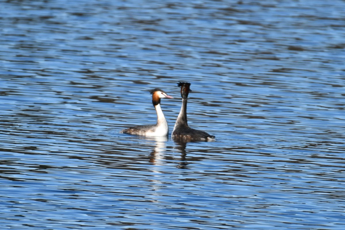 A lovely wetland wander around #Linlithgow Loch yesterday ☀️ A hunting kingfisher and courting great crested grebes 🙂 @welovehistory