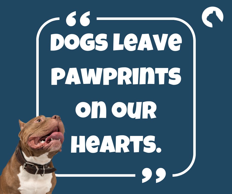 Love this! 🐶🐾

#pawtion #flufftrough #dog #dogsofinstagram #puppy #pet #instadog #pets #doglover #puppylove #animal #dogoftheday #doglife #doglovers #ilovemydog #puppies #doggo #doggy #pup #lovedogs #doglove #dogslife