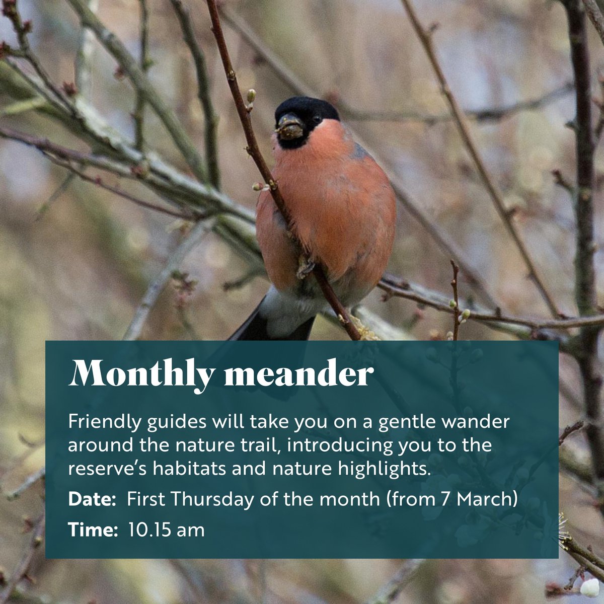 Great news - our Thursday morning walks are back! We'll be running our 'monthly meander' on the first Thursday of the month, starting next Thursday (7 March) when our friendly team of guides will showcase our seasonal wildlife highlights. Find out more: events.rspb.org.uk/pulboroughbroo…