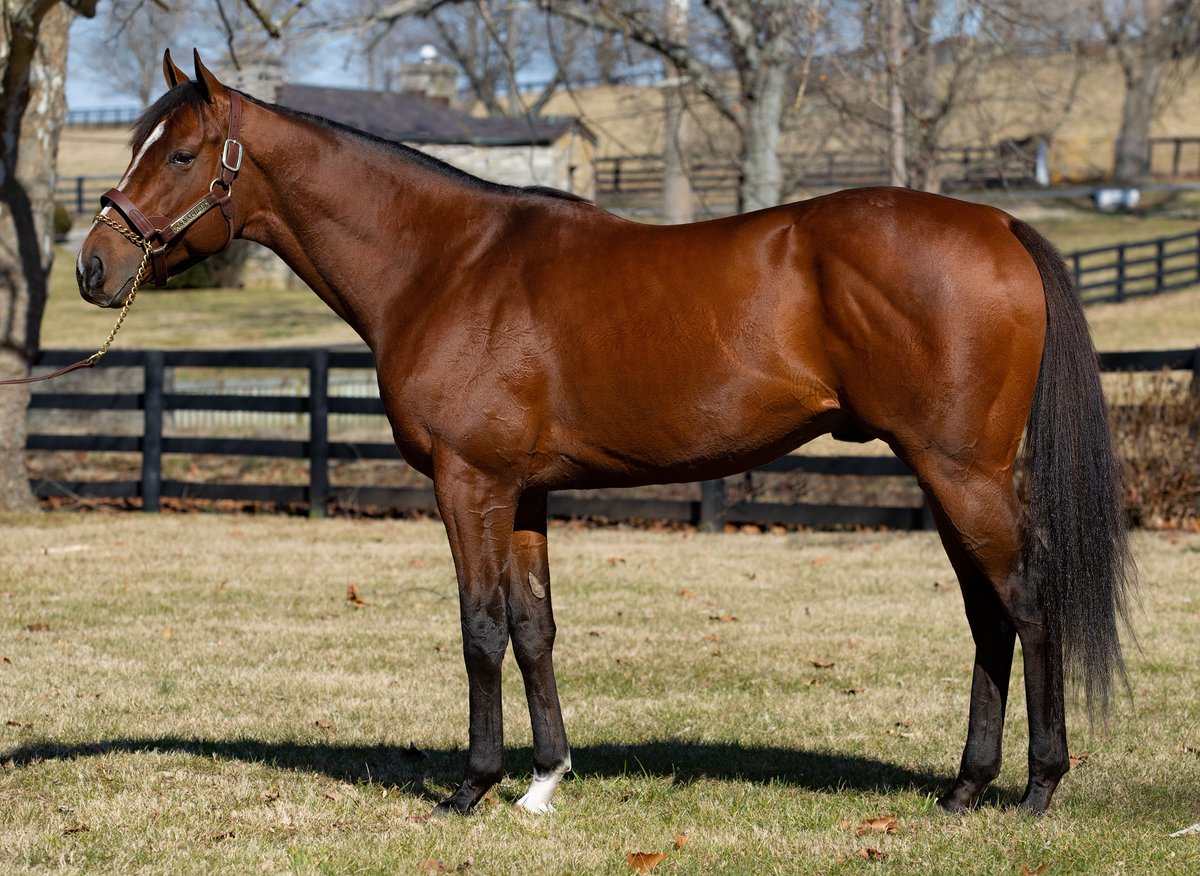 ANNAPOLIS (War Front - My Miss Sophia, by Unbridled's Song) a stand-out looker at @claibornefarm Grade I winner with a ton of dirt influences in his pedigree - dam a G2 on dirt + half to GI Florida Derby winner, etc. Gives breeders a lot to like at $12,500 - @WalkerHancock