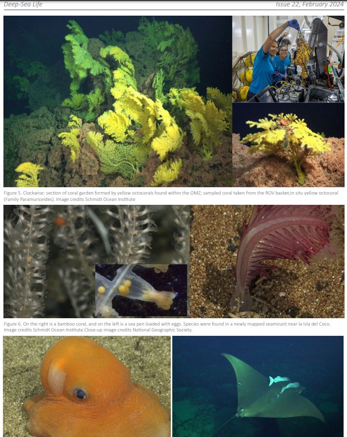 Ana Belen Yanez Suarez (@belenocean) on Twitter photo Excited to share news of our latest expedition to the Galapagos and La Isla del Coco with the deep-sea community! The Eastern Tropical Pacific is a treasure full of wonders we need to protect. 🪸🐙🌊<a href="/DeepStewardship/">DOSI</a> <a href="/SchmidtOcean/">Schmidt Ocean</a> <a href="/InsideNatGeo/">National Geographic Society</a> <a href="/4DOceansLab/">4D Oceans Lab</a> <a href="/marineinstitute/">Marine Institute, Memorial University</a> #ETP Excited to share news of our latest expedition to the Galapagos and La Isla del Coco with the deep-sea community! The Eastern Tropical Pacific is a treasure full of wonders we need to protect. 🪸🐙🌊<a href="/DeepStewardship/">DOSI</a> <a href="/SchmidtOcean/">Schmidt Ocean</a> <a href="/InsideNatGeo/">National Geographic Society</a> <a href="/4DOceansLab/">4D Oceans Lab</a> <a href="/marineinstitute/">Marine Institute, Memorial University</a> #ETP